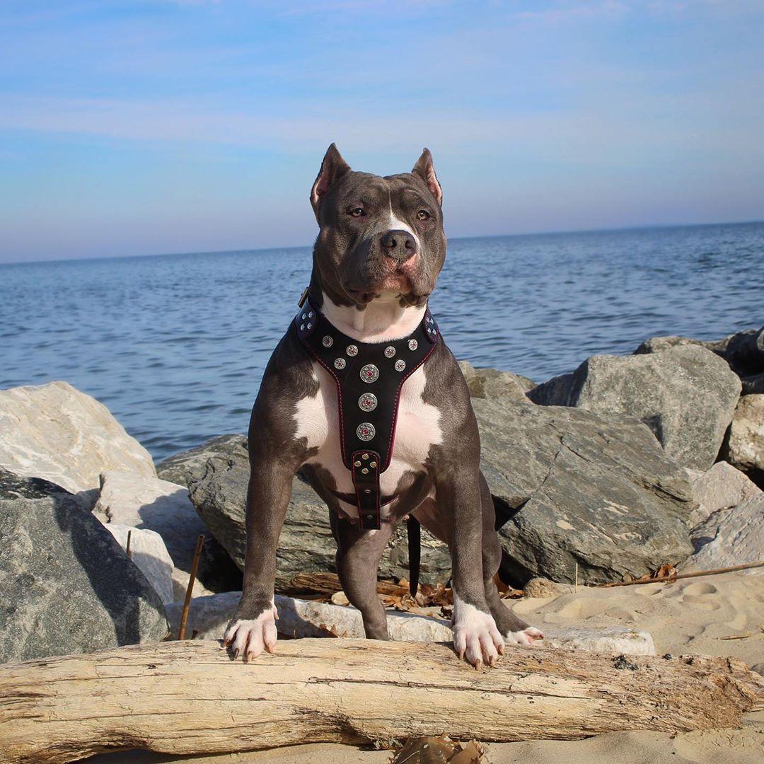 ''Bijou'' harness Black & Red for big dogs - immagine 2
