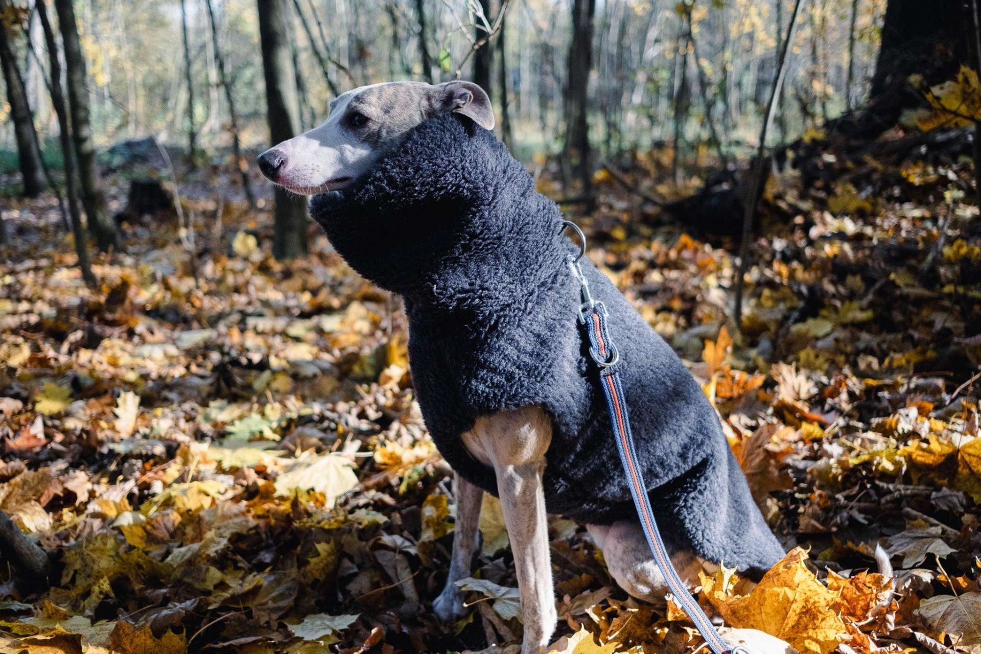 Woolen Dog Vest - Charcoal - immagine 4