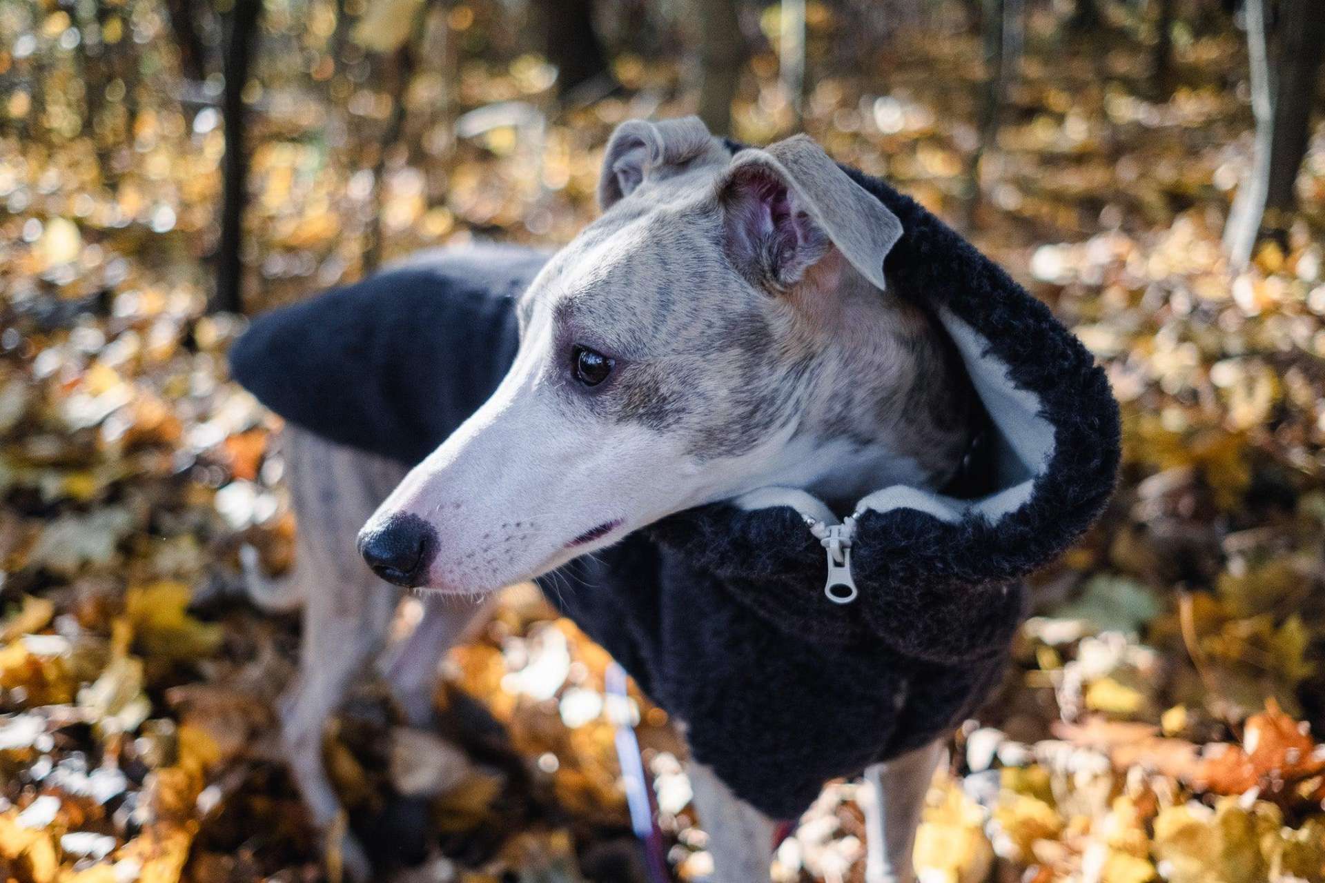 Woolen Dog Vest - Charcoal - immagine 3