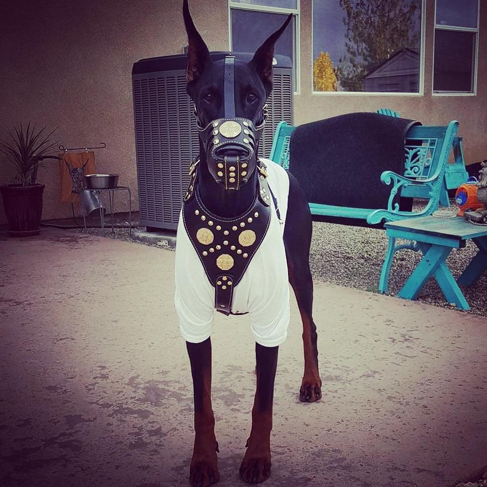 ''Maximus'' Basket Muzzle Black & Gold - immagine 2
