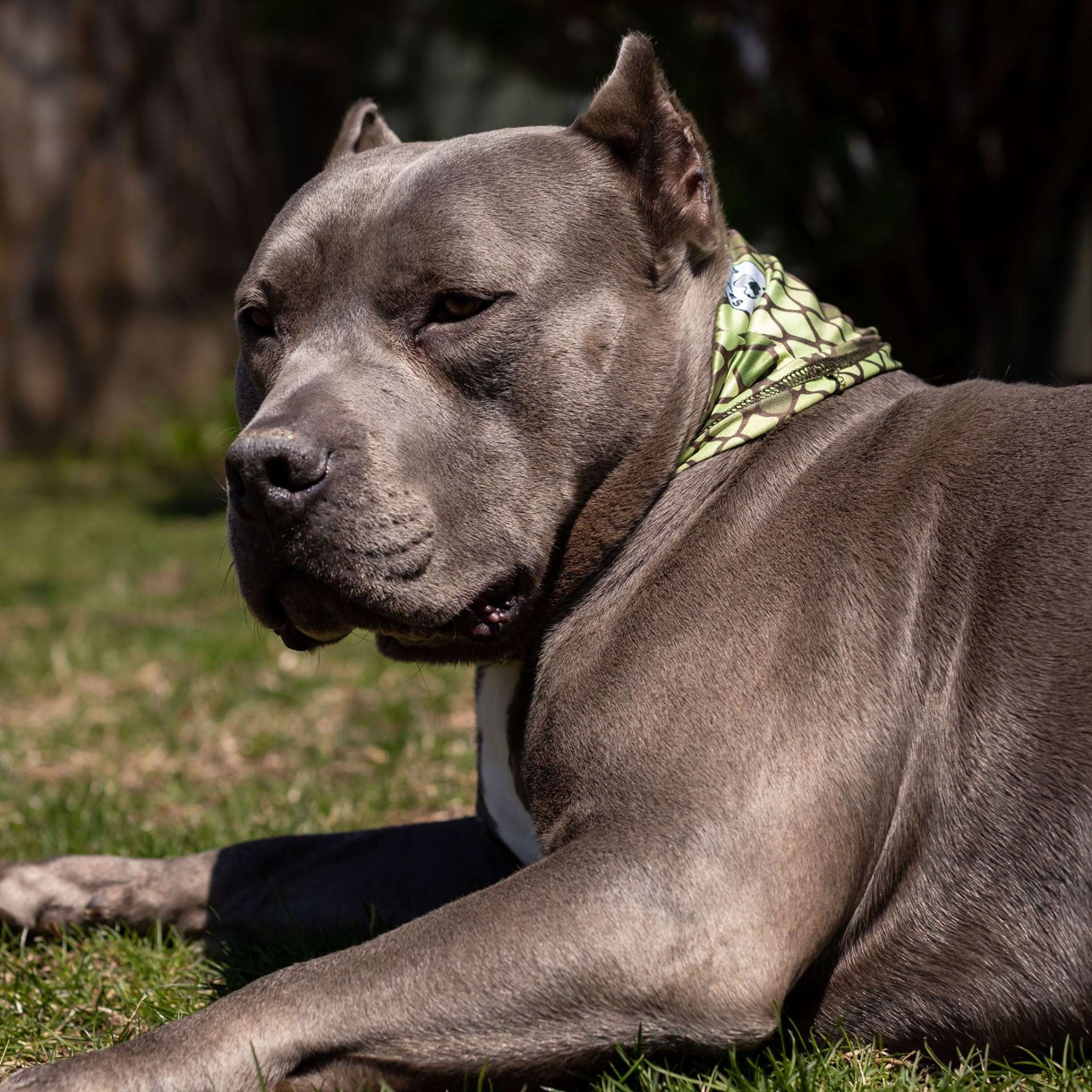Slither Pup Scruff - immagine 4