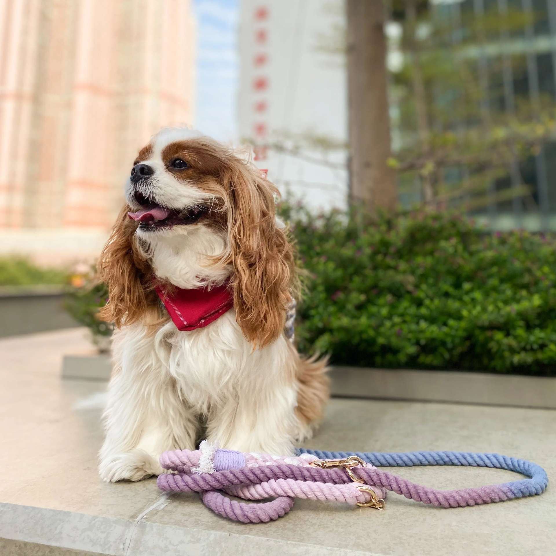 ROPE LEASH - BEAUTIFUL VIOLET - immagine 2