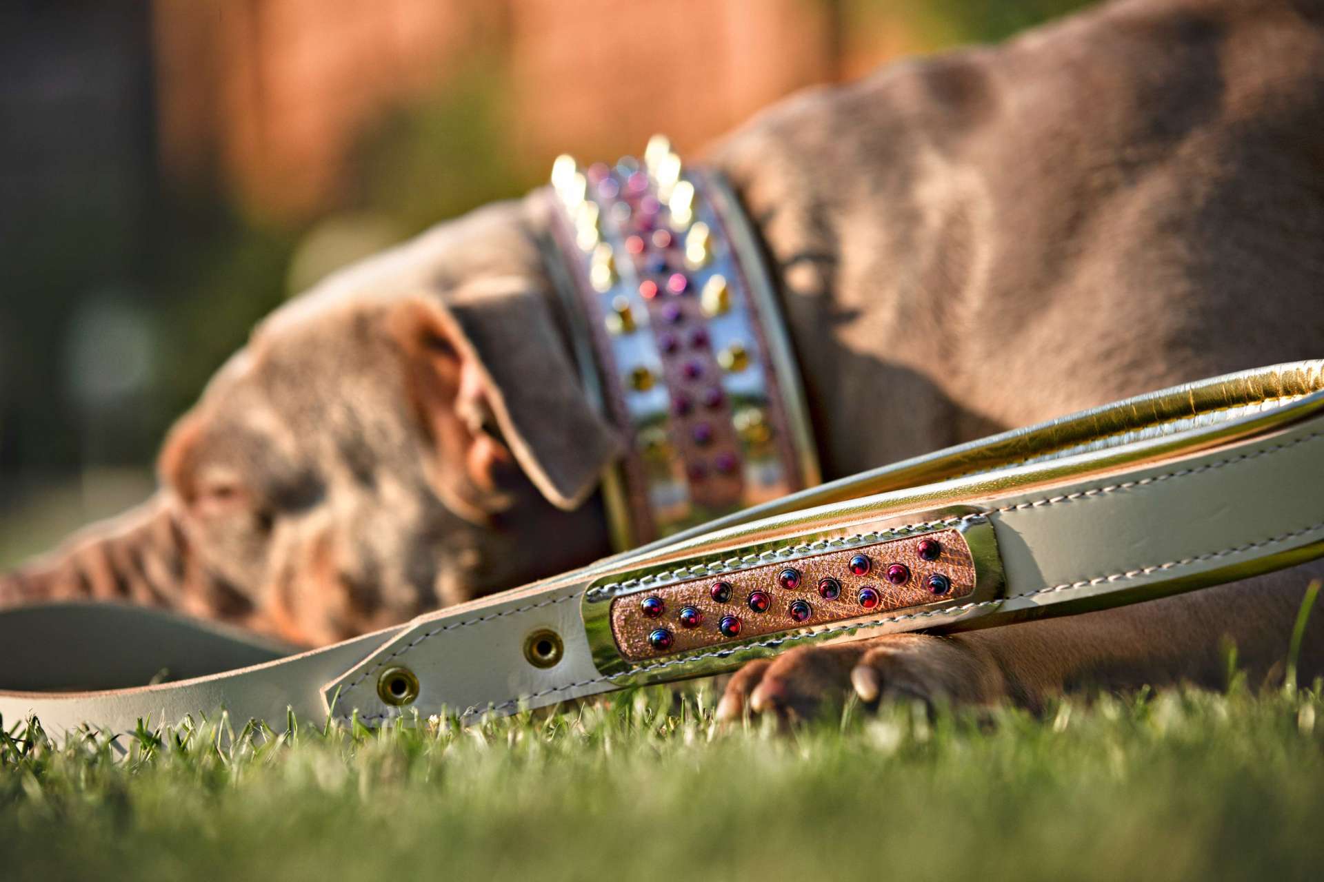 The Candy Leash - immagine 2