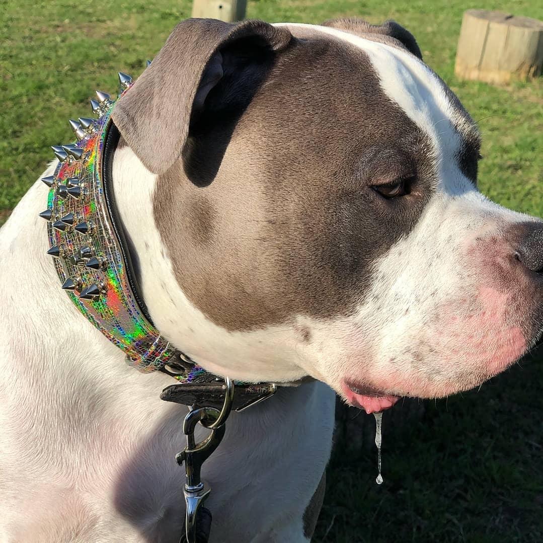 ''Chameleon'' LIMITED big dog collar - immagine 2