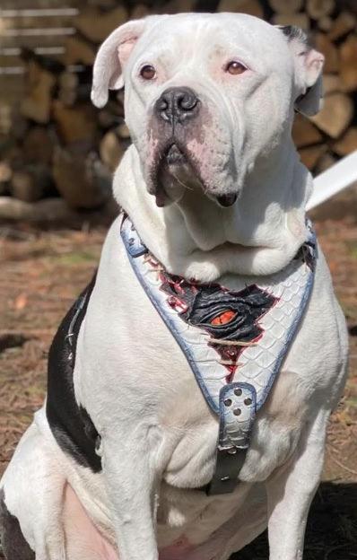 The “Dragon's Eye” Harness LIMITED! - immagine 3