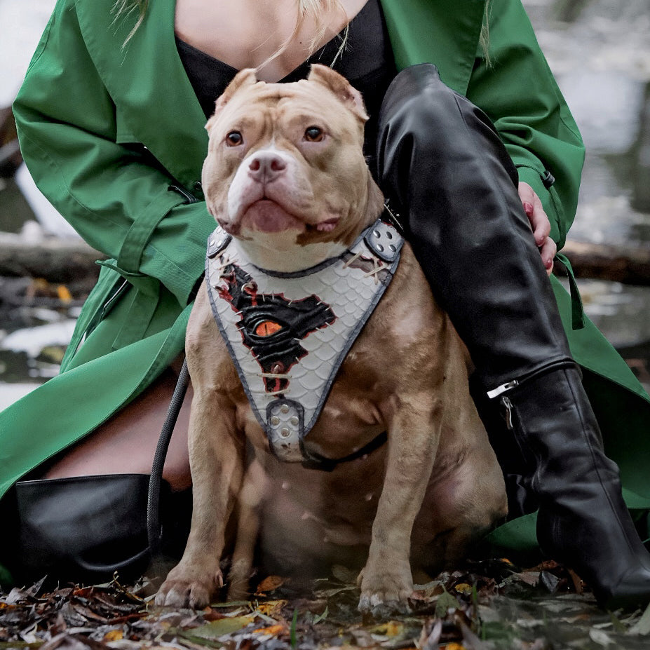 The “Dragon's Eye” Harness LIMITED! - immagine 4