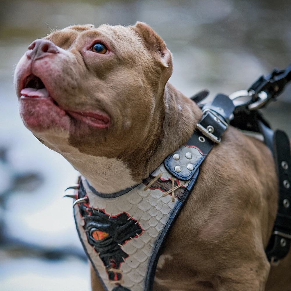 The “Dragon's Eye” Harness LIMITED! - immagine 2