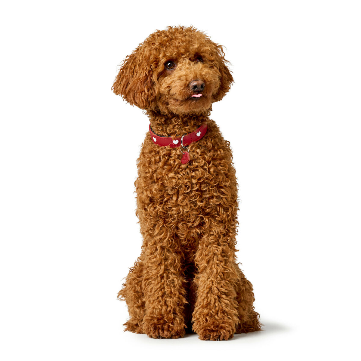 Dog collar Hunter Love Red XS 24-28 cm - immagine 2