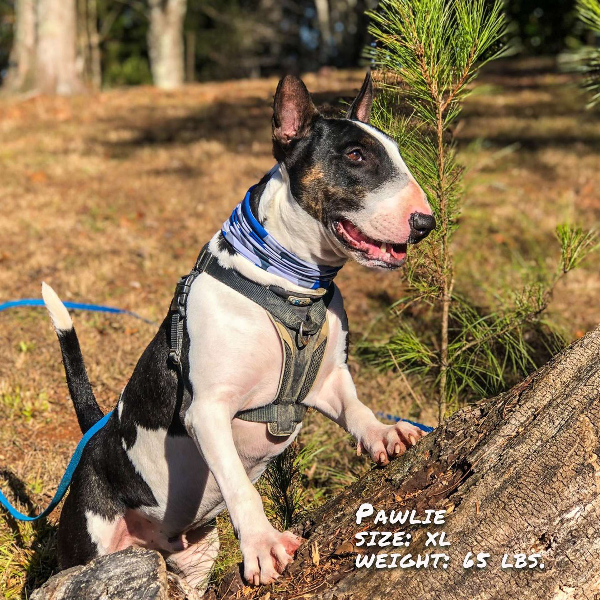 Bone Camo Blue Pup Scruff - immagine 4