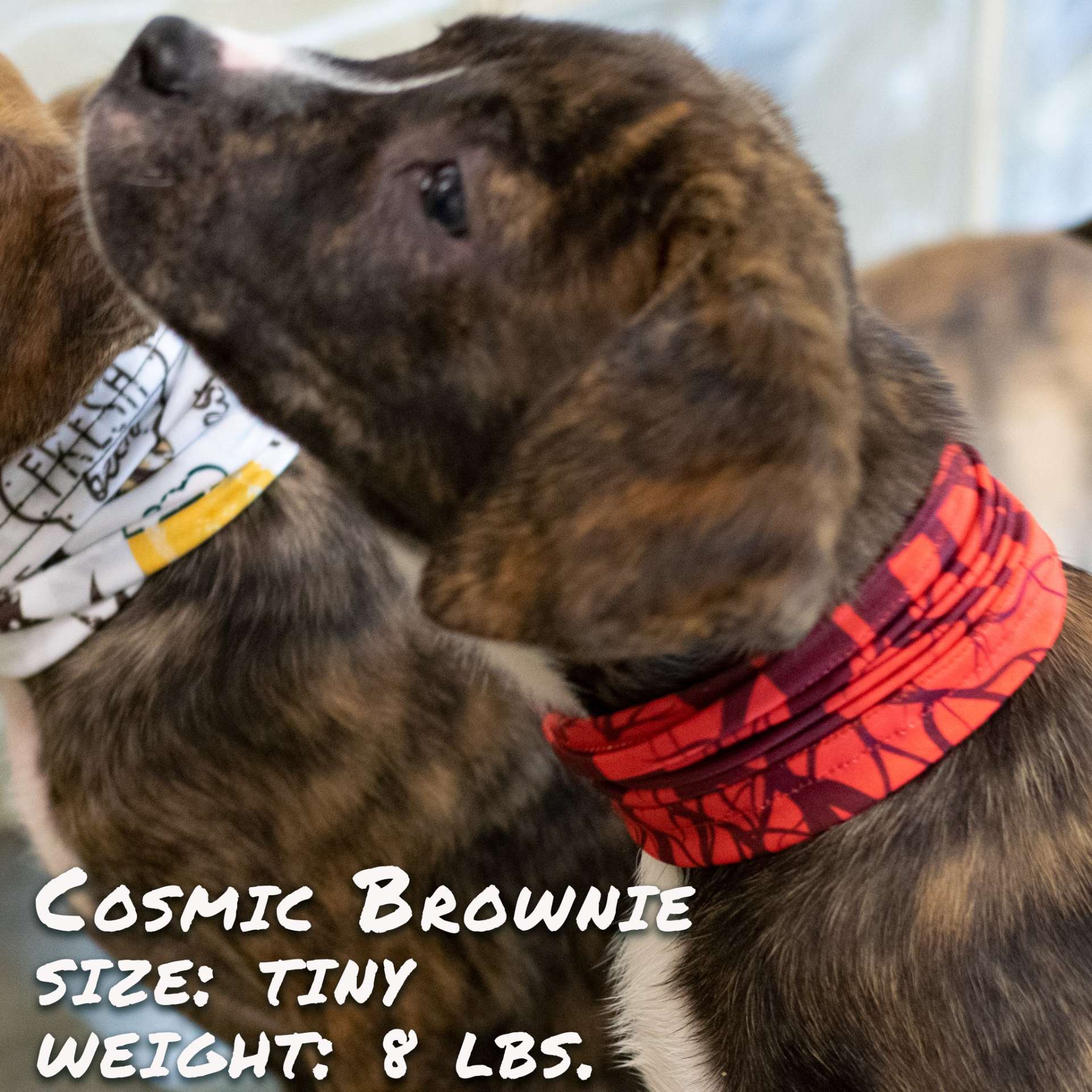 Cherry Bomb Pup Scruff - immagine 4