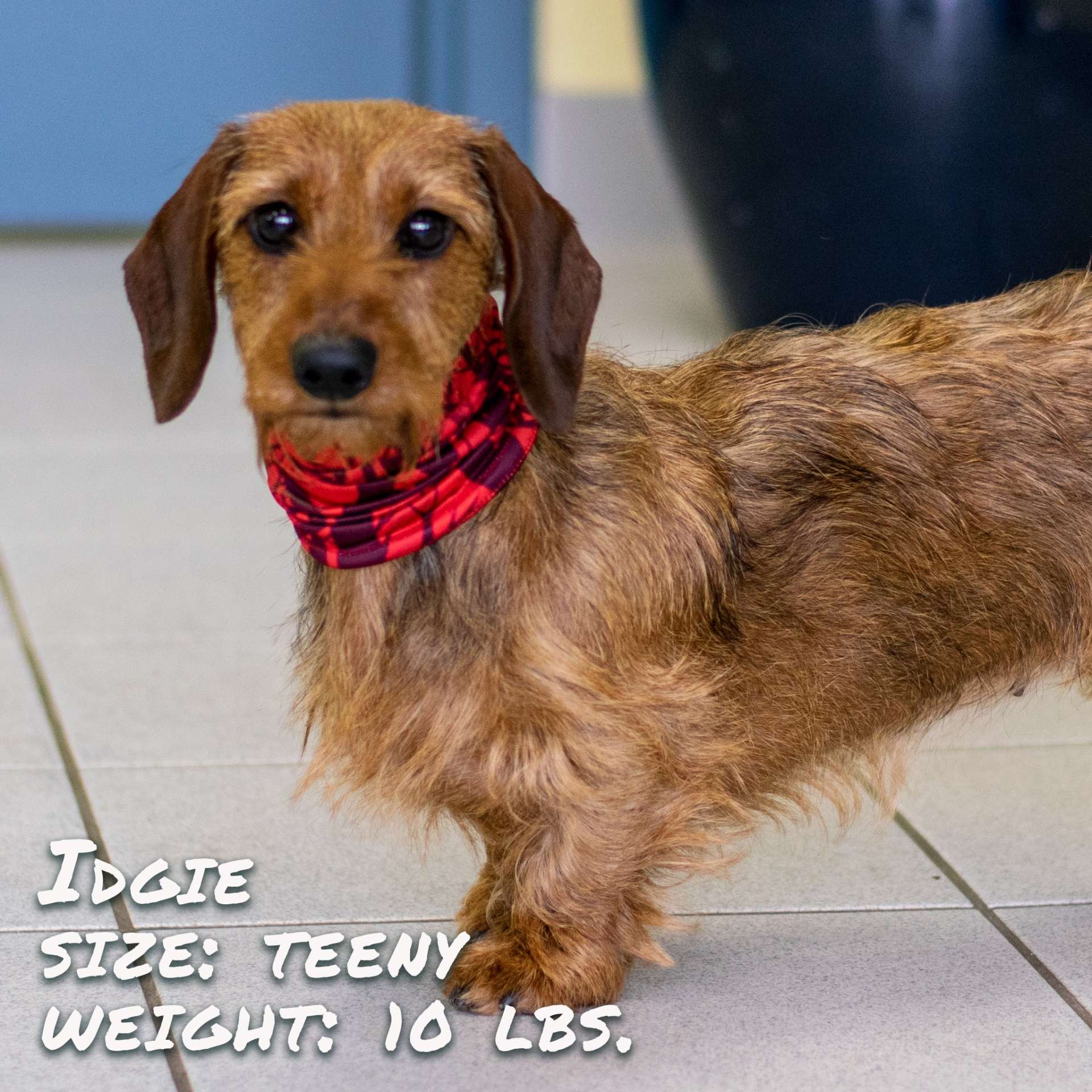 Cherry Bomb Pup Scruff - immagine 3