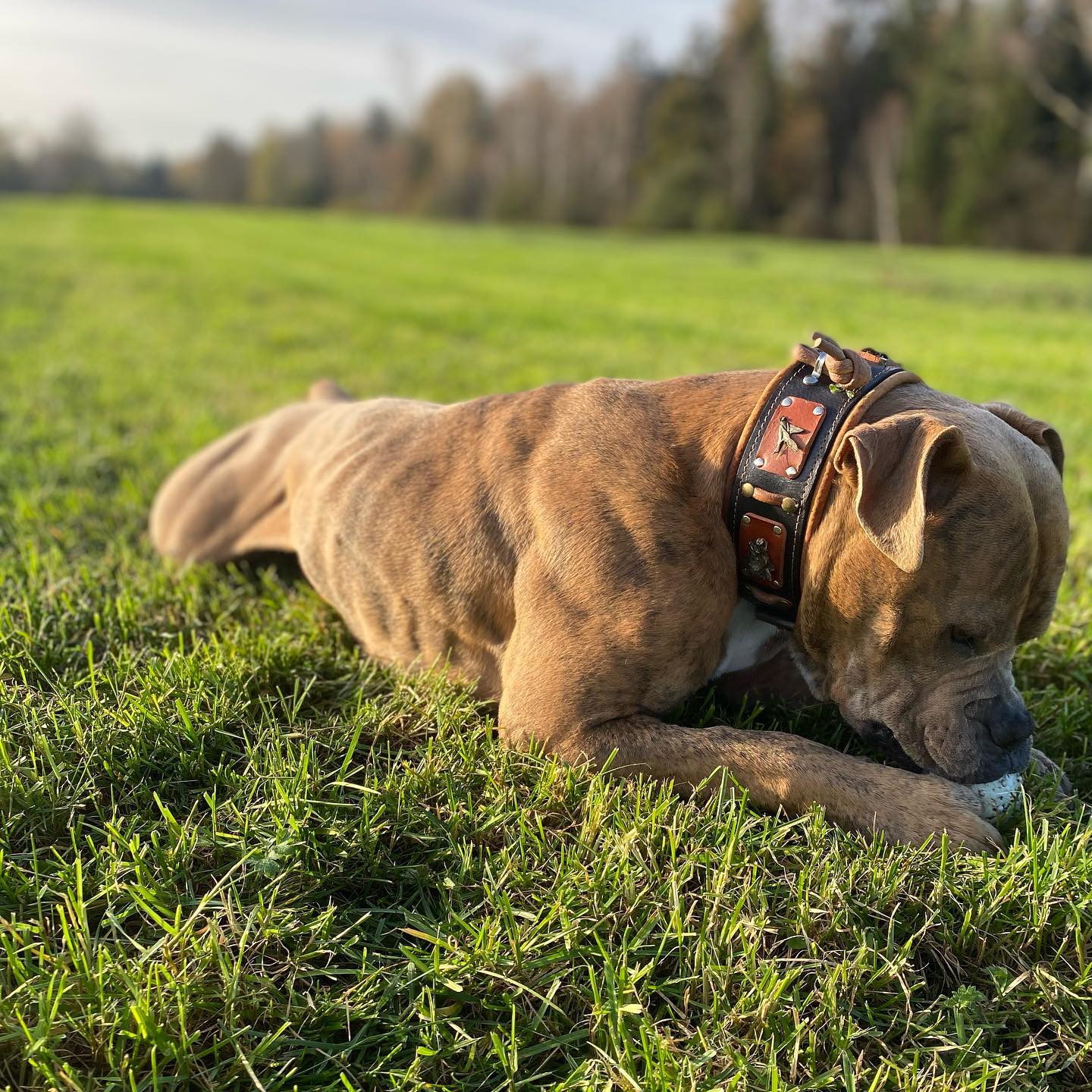 The "Hunter" collar - immagine 3