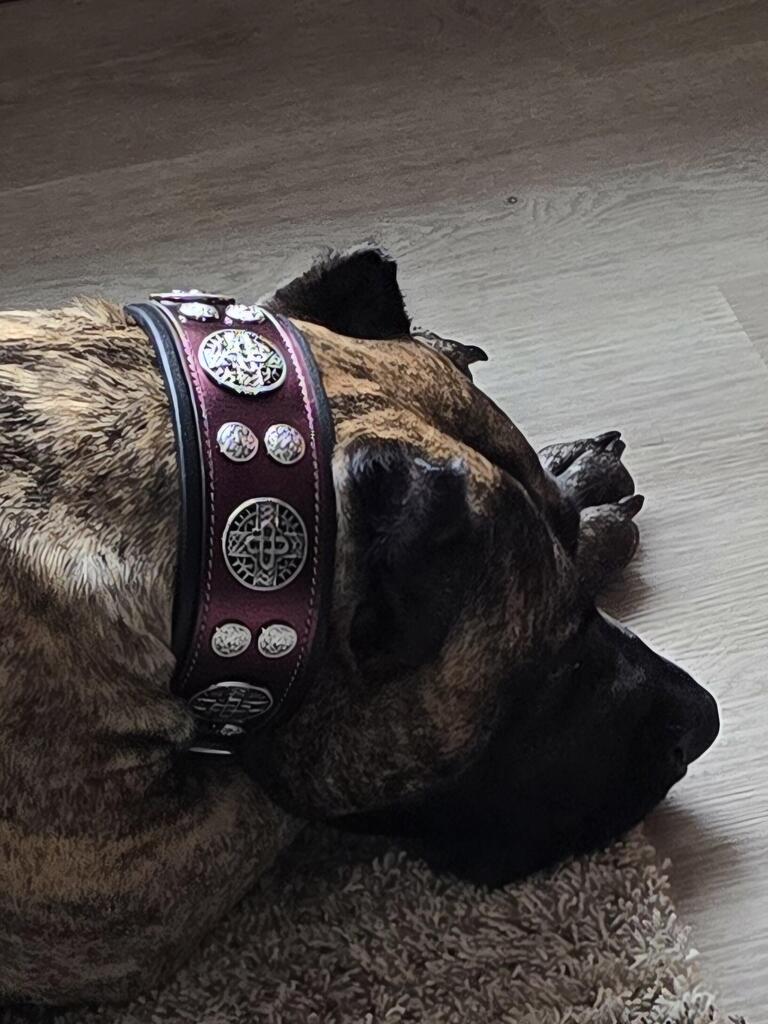 The "Hektor" Burgundy Collar LIMITED - immagine 3